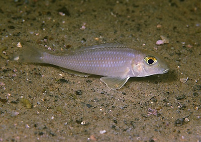 Xenotilapia boulengeri 'Isanga Bay'